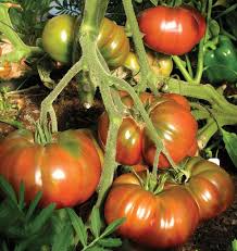 Black Krim Tomato Seeds - Heirloom, Non-GMO | 80 Days | 8-16 oz Fruits