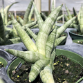Sansevieria Cylindrica Boncellensis (Starfish Plant) 6-10 inch Rooted Starter Plant