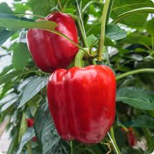 Sweet Pepper Yolo Wonder Bell Improved Seeds (Capsicum annuum) - 300mg, Non-GMO, Heirloom