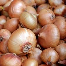 Vidalia Sweet Onion Seeds - 500 Treated Non-GMO Heirloom, Early Grano Short-Day