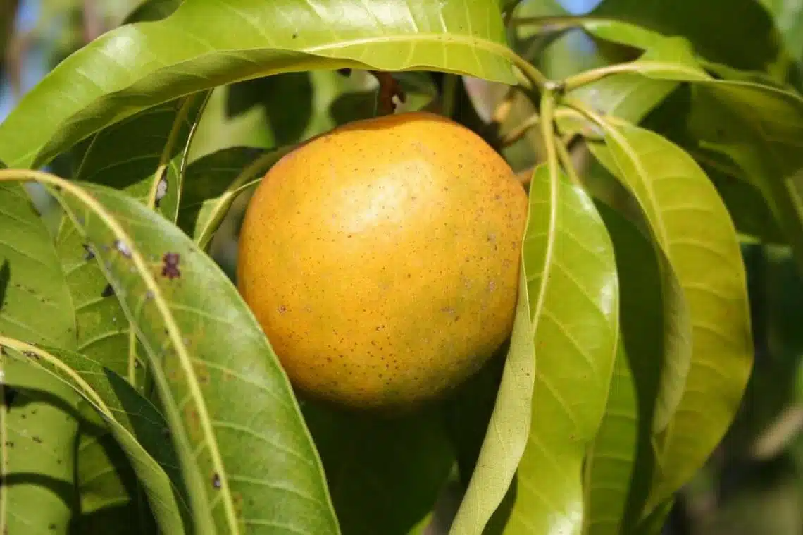 Cubano Mango Starter Plant - Grafted Seedling (3-4 ft) Grafted Cubano Mango from Puerto Rico