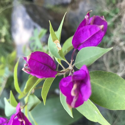 Purple Majesty Bougainvillea Starter Plant - Well-Rooted Live Plug, Full Sun, Zone 8