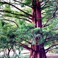 Dawn Redwood Seeds (Metasequoia glyptostroboides) – 25 Seeds, Fast-Growing Deciduous Conifer, Zones 5-8