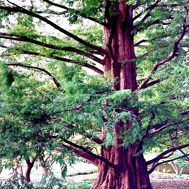 Dawn Redwood Seeds (Metasequoia glyptostroboides) – 25 Seeds, Fast-Growing Deciduous Conifer, Zones 5-8