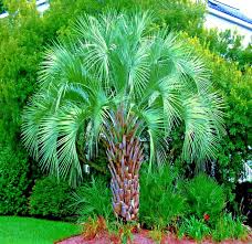 10 Jelly Pindo Palm Seeds (Butia capitata) - Cold Hardy Tropical Fruit