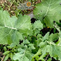 Kale Dwarf Siberian Improved Seeds (1g) – Brassica oleracea, Cold-Hardy, Non-GMO, Heirloom