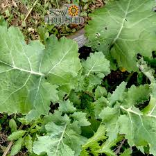 Kale Dwarf Siberian Improved Seeds (1g) – Brassica oleracea, Cold-Hardy, Non-GMO, Heirloom