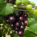 Wild Muscadine Seeds (Vitis rotundifolia) - 5 Seeds - Native Grape Vine, Edible Fruit