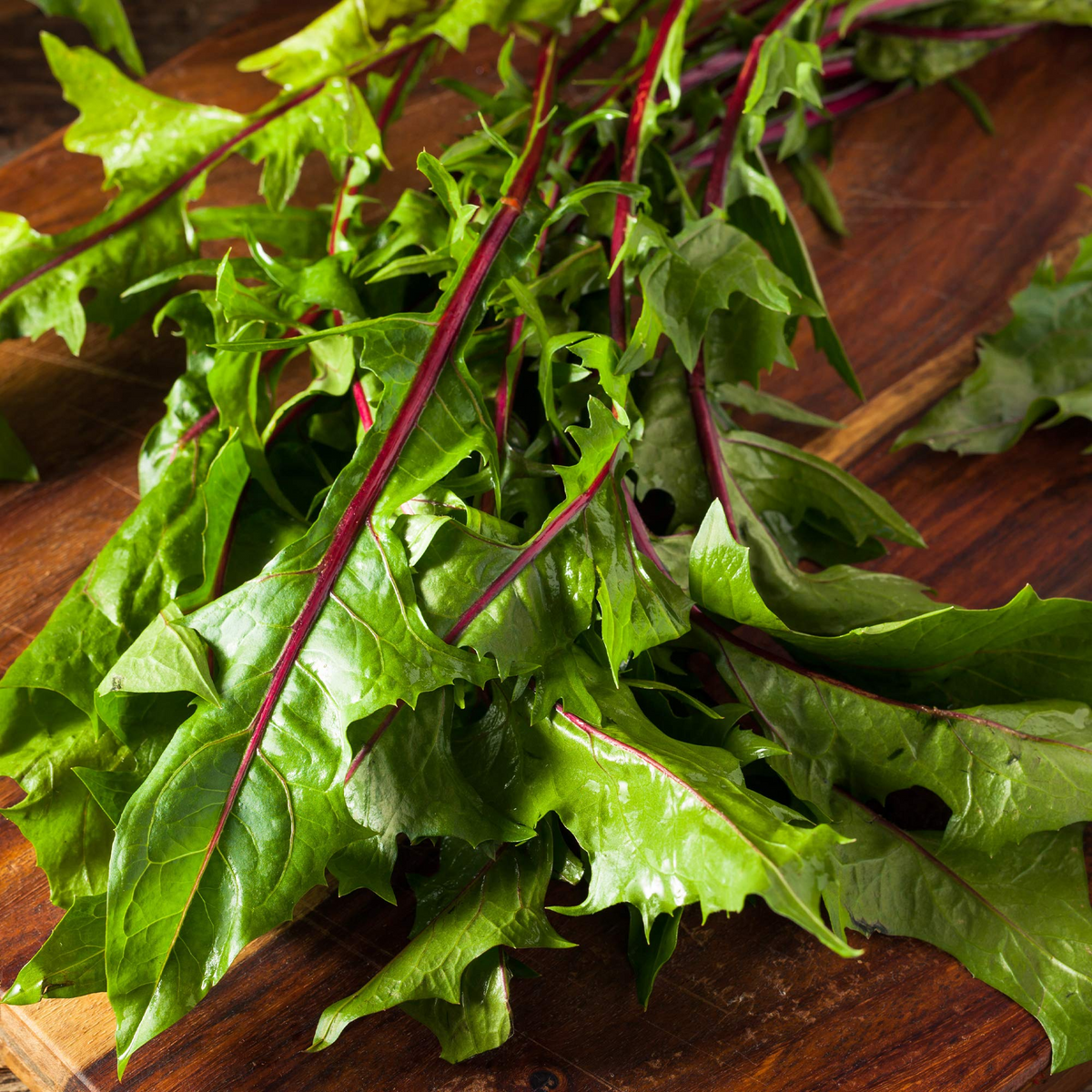 500 Red Stem Endive Italian Dandelion (Chicory) Seeds - Non-GMO Heirloom, Cold Tolerant