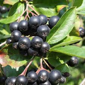 Aronia Black Chokeberry Cuttings - Unrooted, 6-8" Long, Set of 12 | Aronia melanocarpa