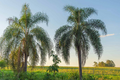 25+ Queen Palm Seeds (Syagrus romanzoffiana) - Ready to Grow, Fast-Growing Tropical Palm Seeds