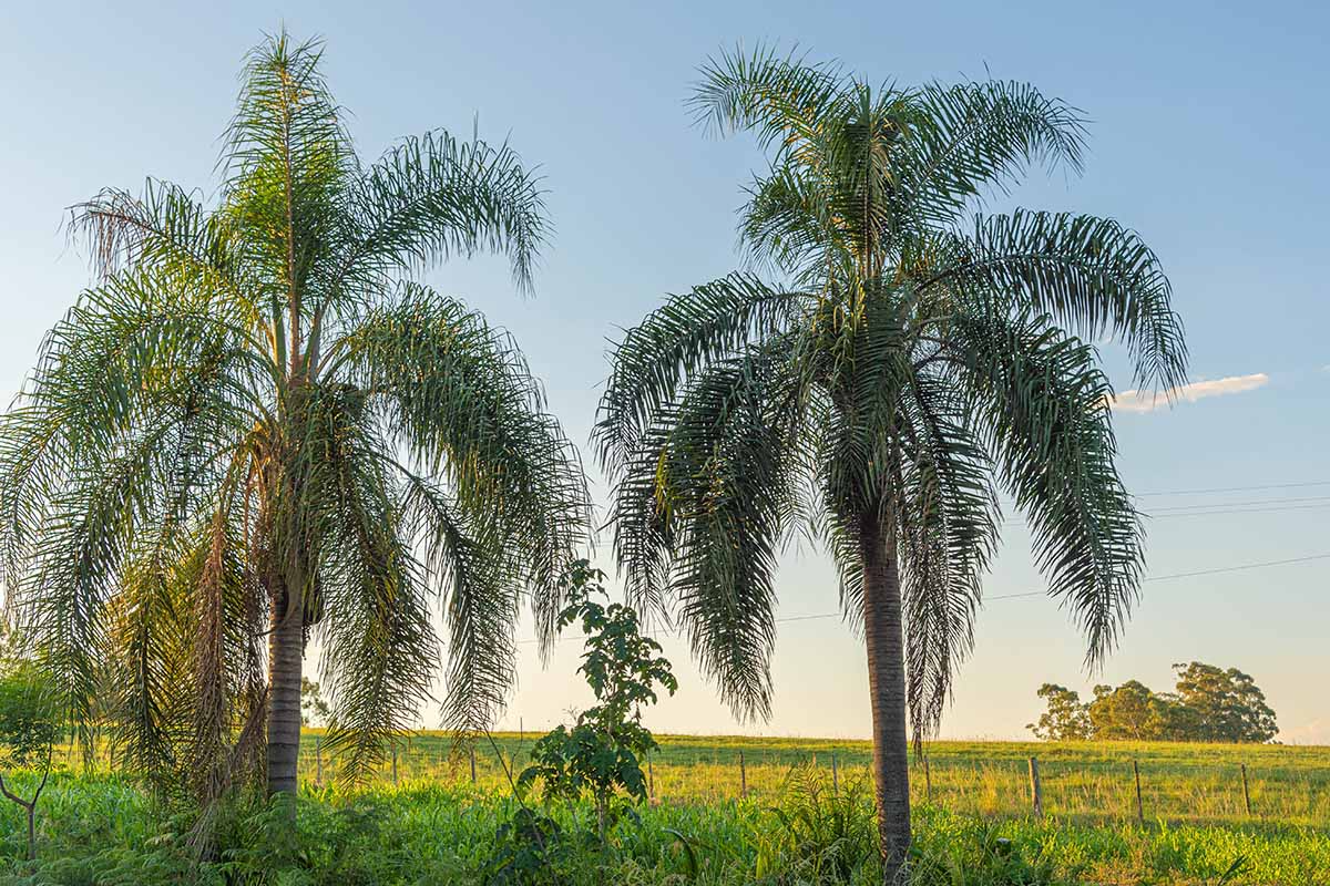 25+ Queen Palm Seeds (Syagrus romanzoffiana) - Ready to Grow, Fast-Growing Tropical Palm Seeds