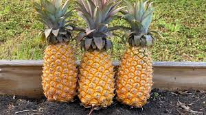 Antigua Black Pineapple Seeds – 15 US-Grown Pineapple Seeds