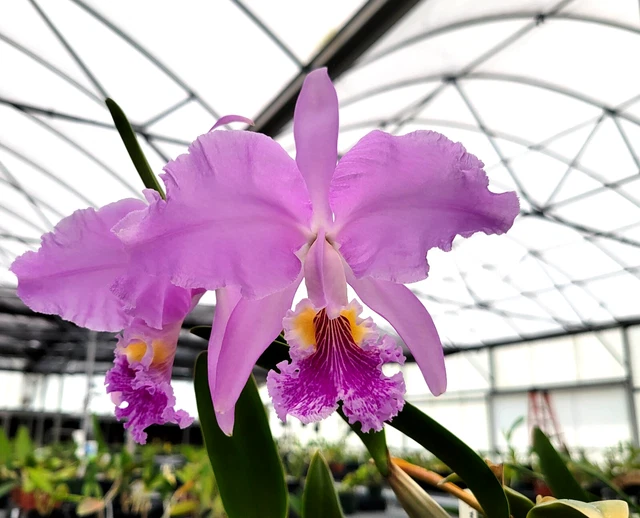 Cattleya Mossiae x Semi-Alba Orchid Seedlings (Blue Dynasty x Semi-Alba) 3" Pot