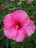 Exotic Magenta Fuchsia Hibiscus Starter Plant - Bare Root Hibiscus rosa-sinensis