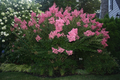 Dark Pink Crepe Myrtle Cuttings - 7 Live 6" Cuttings, Lagerstroemia indica