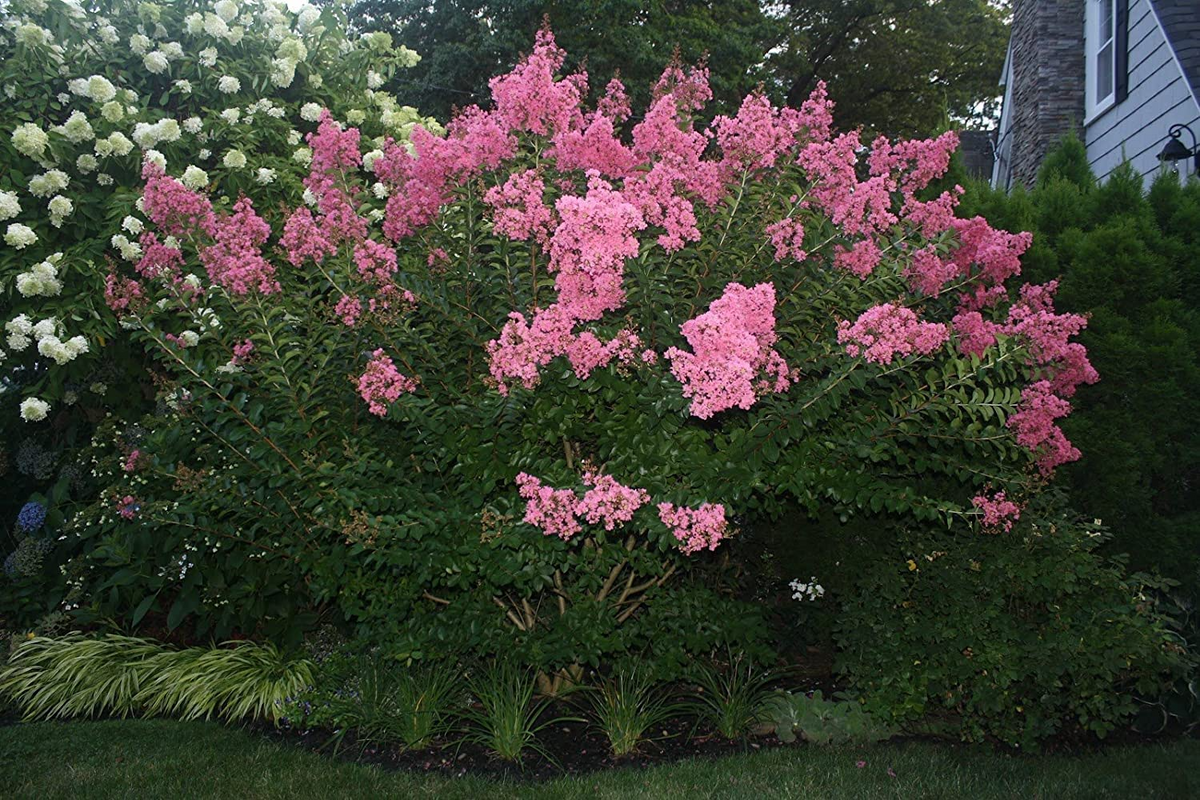 Dark Pink Crepe Myrtle Cuttings - 7 Live 6" Cuttings, Lagerstroemia indica