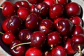 Lambert Cherry Tree Scion Cuttings (3) - 8"+ Sweet Red Cherry for Grafting