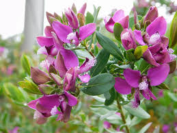 Polygala Myrtifolia 'Sweet Pea Bush' - 7 Live 6" Unrooted Cuttings
