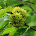 Chinese Chestnut Tree (2 Pack) Bare Root - Blight Resistant, Edible Nuts, Full Sun, Zones 3-9