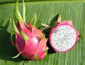 White Dragon Fruit Seeds (Hylocereus undatus) – Climbing Cactus Vine, 20 Seeds