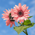 Pink Sunflower Seeds - 50 Non-GMO Helianthus annuus | Easy to Grow, Tall Plants