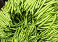 Provider Green Bush Bean Seeds - 5g, Heirloom, Non-GMO, High-Yield