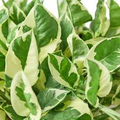 N’Joy Pothos Starter Plant - Variegated Epipremnum aureum, 2-3 Leaves, 3-5" Tall