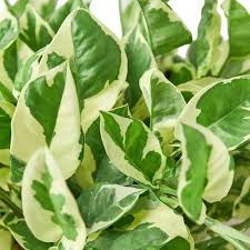 N’Joy Pothos Starter Plant - Variegated Epipremnum aureum, 2-3 Leaves, 3-5" Tall