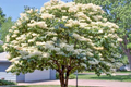 Japanese White Lilac Tree Seeds (Syringa reticulata) – Cold-Hardy, Fragrant Creamy-White Flowers