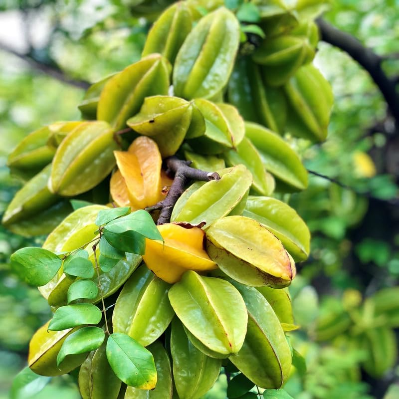 Grafted Star Fruit Seedling Starter Plant (Averrhoa carambola) 24–36" Live Fruit Tree
