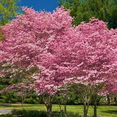 Pink Flowering Dogwood Tree - 10-12" Tall | Well-Rooted Starter Plant in Pot