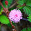 5 Seeds Sensitive Plant (Mimosa microphylla) - Touch-Responsive Ground Cover, Pink Flowers