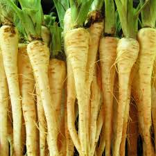 Parsnip All American Seeds - Pastinaca sativa, 1g | Heirloom, Non-GMO