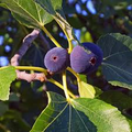Magnolia Fig Tree (Ficus carica) - Self-Pollinating, Bare-Root, Zones 7-10