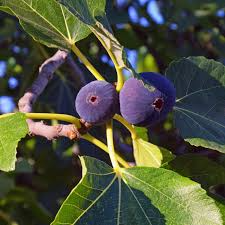 Magnolia Fig Tree (Ficus carica) - Self-Pollinating, Bare-Root, Zones 7-10