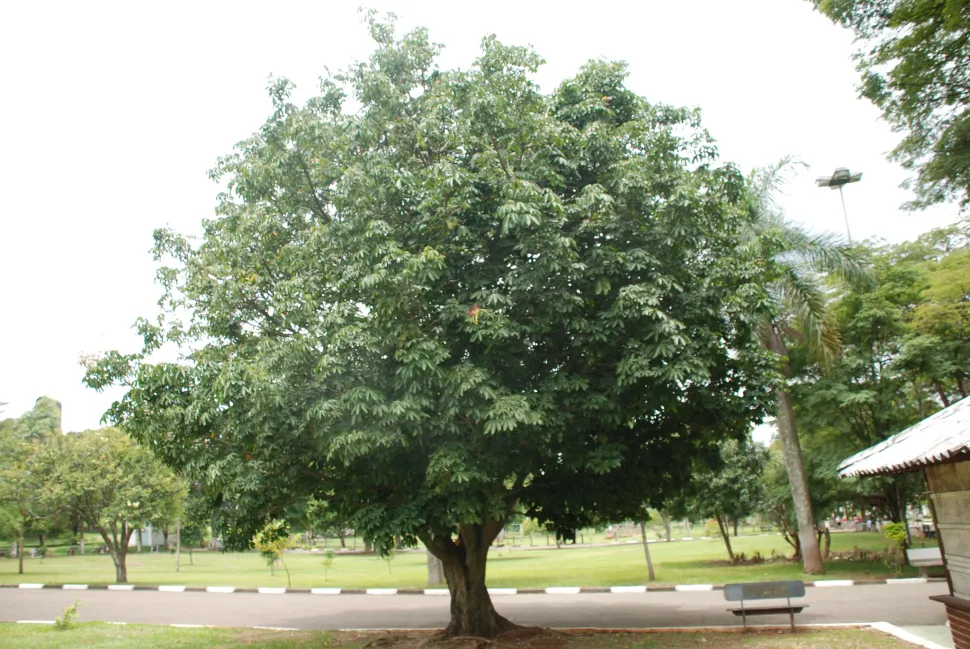 Money Tree Pachira aquatica Bonsai Seedling with Caudex - 4" Indoor Plant