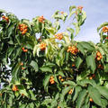 Celastrus Scandens (American Bittersweet) Seeds - 30 Seeds for Climbing Vine with Bright Berries