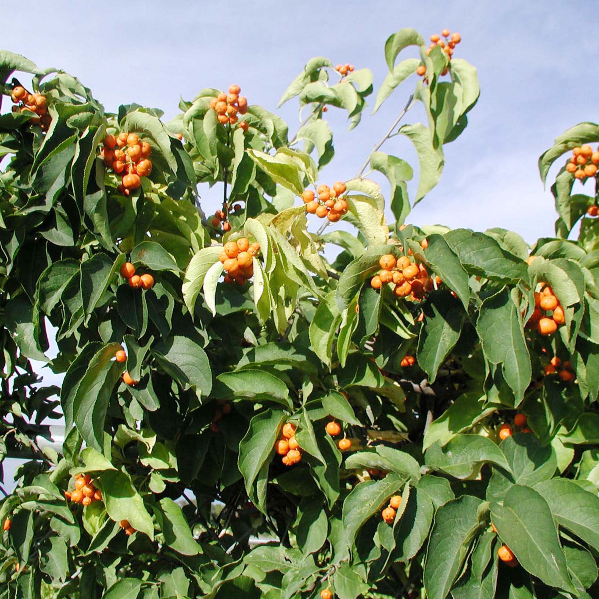 Celastrus Scandens (American Bittersweet) Seeds - 30 Seeds for Climbing Vine with Bright Berries