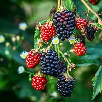 Triple Crown Thornless Blackberry Cuttings (7 Unrooted 6"-10"), Organic Starter Plants