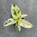 Ficus Shivereana Moonshine Starter Plant - Variegated Rubber Plant, Rooted 4"