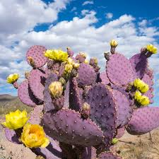 Santa Rita Purple Prickly Pear Cutting (6”) — Unrooted Starter Plant, Opuntia santa-rita