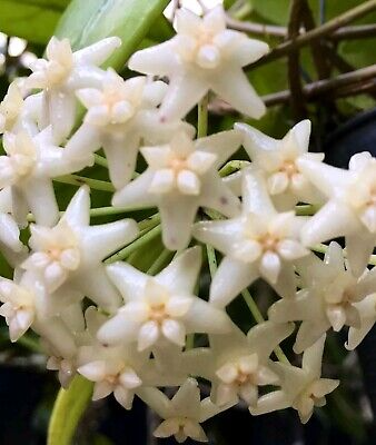 Hoya Doi Tung Starter Plant – Well-Rooted 7-10" Tall, White Fragrant Flowers