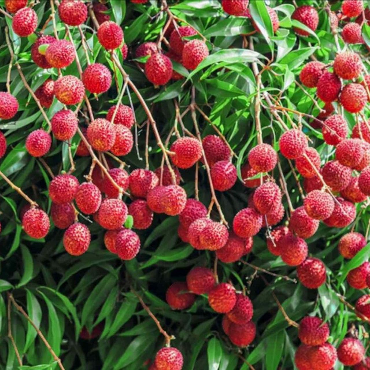 Lychee Seeds - 10 Fresh Litchi chinensis Seeds, Heirloom, Non-GMO, Tropical Fruit Tree