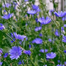 Chicory Seeds - Non-GMO, 75 Days to Maturity, Blue Flowers, Zones 3-9