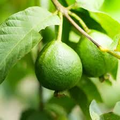 Sweet Yellow Egyptian Guava Seeds (Psidium guajava) – 20 Fresh Seeds, Fragrant Fruit