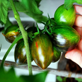 Brad's Atomic Grape Tomato Seeds - 10 Seeds, Rare Heirloom, Non-GMO, Colorful Stripes
