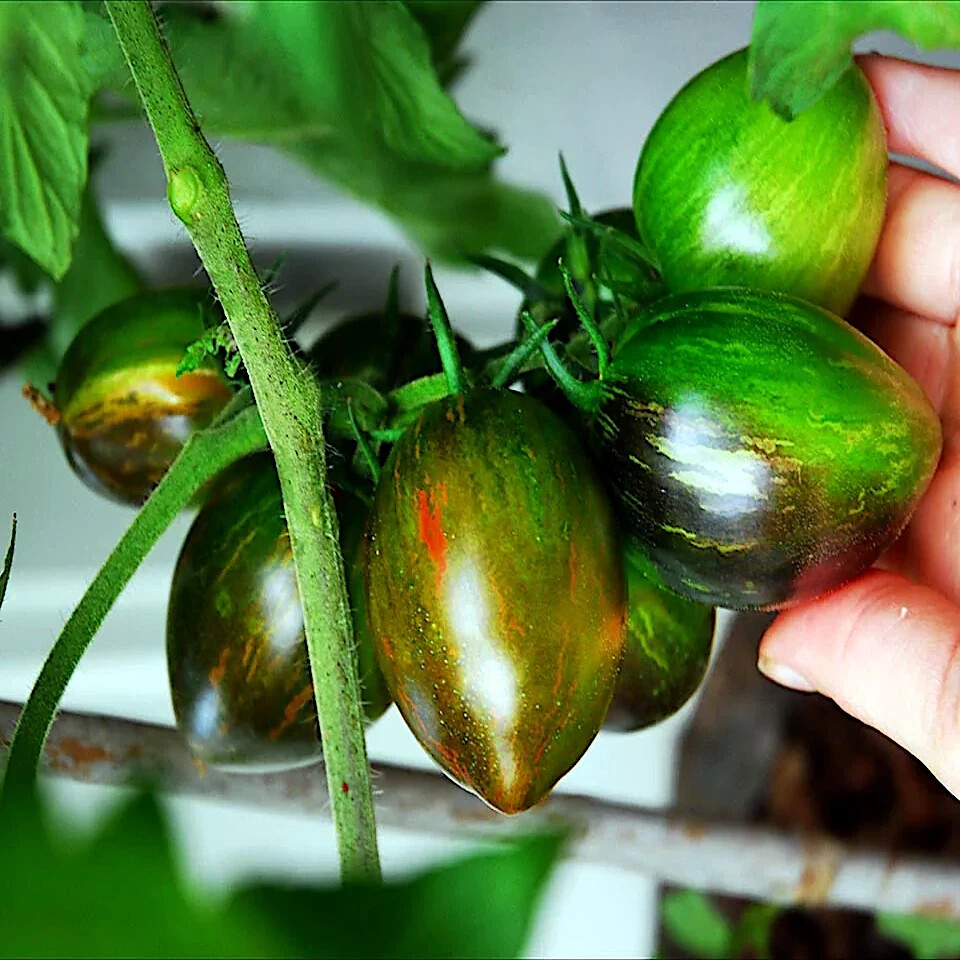 Brad's Atomic Grape Tomato Seeds - 10 Seeds, Rare Heirloom, Non-GMO, Colorful Stripes