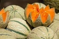 Charentais Melon Seeds - Heirloom French Cantaloupe (10 Seeds) Organic Non-GMO