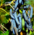 Blue Sausage Fruit Tree Seeds (Decaisnea fargesii) – 5 Seeds, Ornamental Shrub